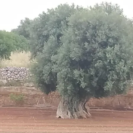 Masseria Auina Pensjonat